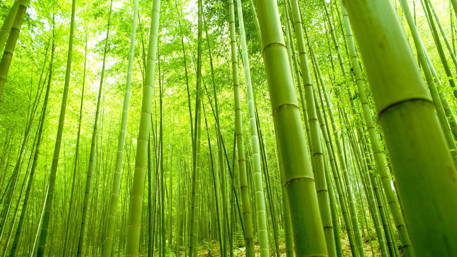 竹是一个惊人的植物和材料！